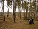Скутер в лесу